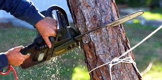 Best Stump Grinding and Removal  in Irwin, SC