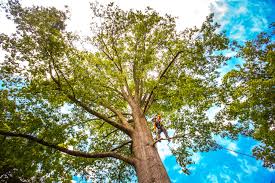 Best Commercial Tree Services  in Irwin, SC