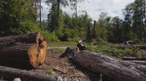 Best Tree Health Inspection  in Irwin, SC