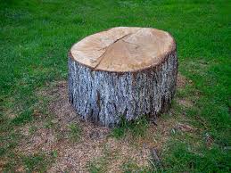 Best Tree Cabling and Bracing  in Irwin, SC