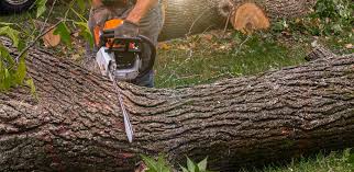 Best Soil Testing and Treatment  in Irwin, SC