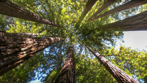 Best Tree Maintenance Programs  in Irwin, SC