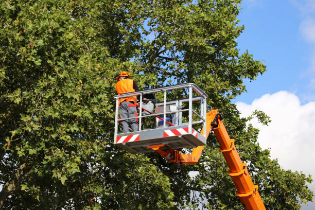How Our Tree Care Process Works  in  Irwin, SC
