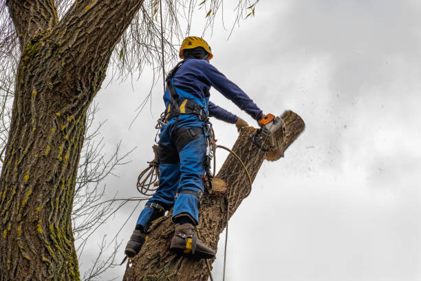 Best Utility Line Clearance  in Irwin, SC