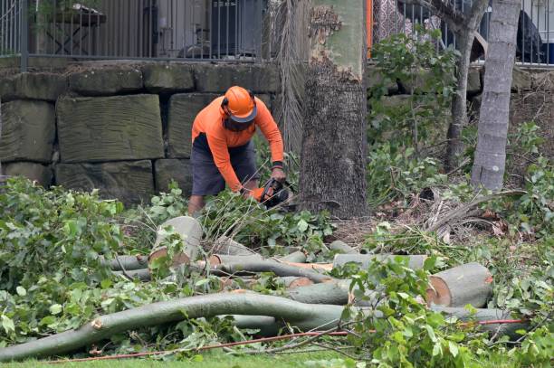  Irwin, SC Tree Services Pros