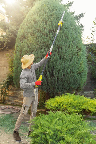 Best Tree Disease Treatment  in Irwin, SC